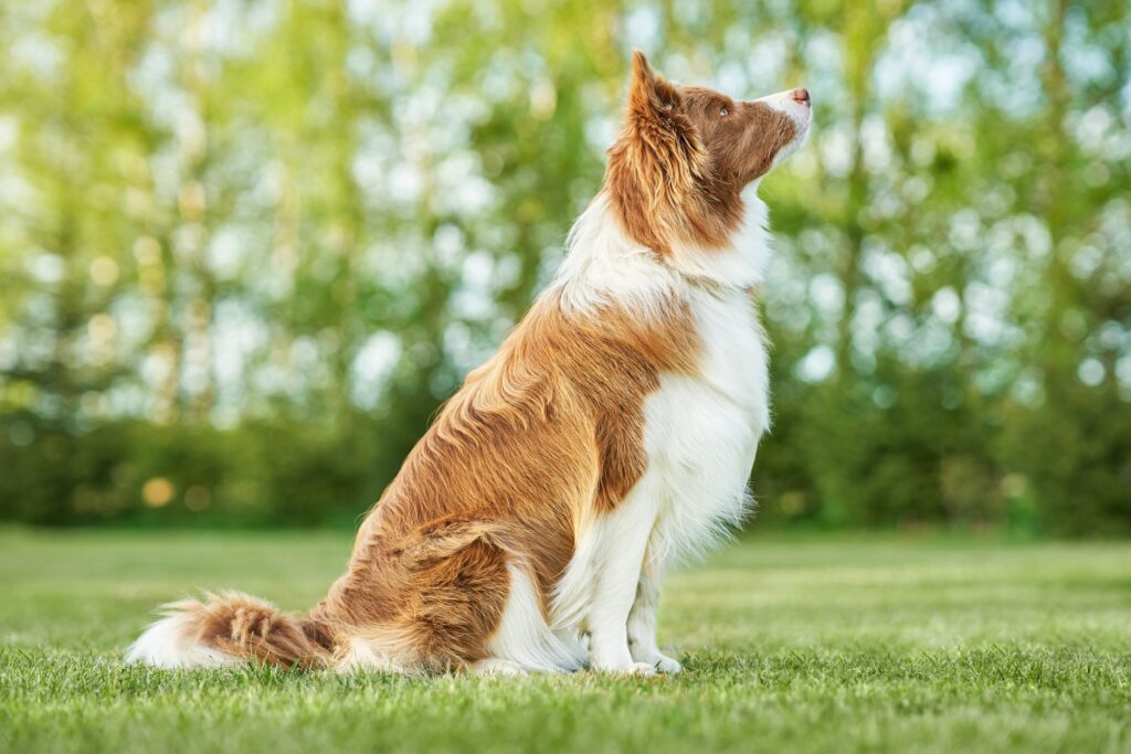 Brown chocolate Border Collie dog training in the garden