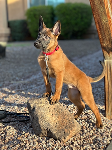Dog Obedience Training in Gilbert, AZ: From Basic Commands to Advanced Behavior