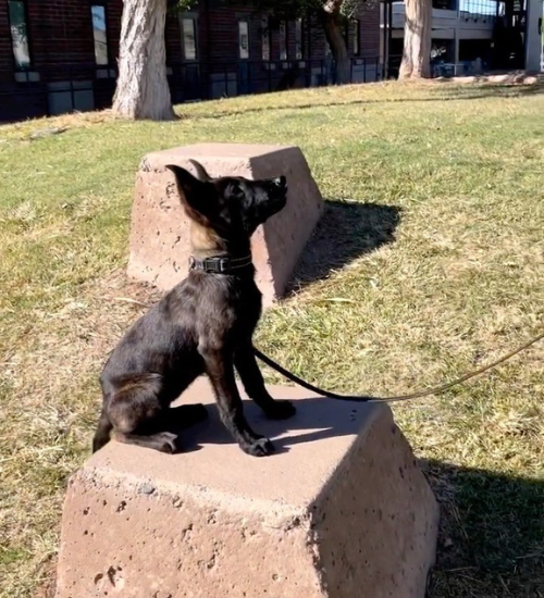 Puppy Training in Gilbert, AZ: A Complete Local Guide for New Owners
